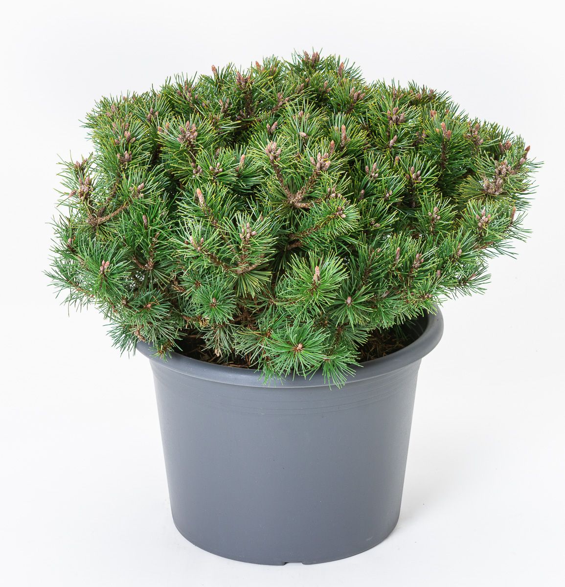 Сосна горная Пикобелло